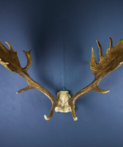 Fallow Deer Antlers And Skull Cap AHS251