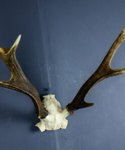 Japanese Sika Deer Skull Cap And Abnormal Antlers AHS360