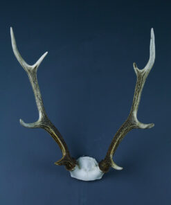 Japanese Sika Deer Skull Cap And Antlers AHS325