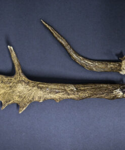 Persian Fallow Deer Abnormal Cut Antlers AHS178