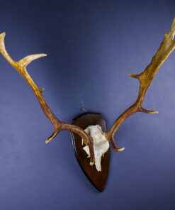 Scottish Fallow Deer Antlers And Skull Cap AHS296