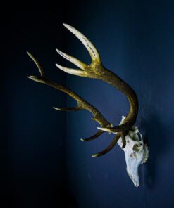 Scottish Red Deer Skull And Antlers