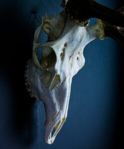 Scottish Red Deer Skull And Antlers