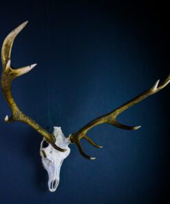 Scottish Red Deer Skull And Antlers AHS454
