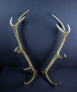 Scottish Red Deer Stag Cut Antlers AHS221