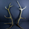 Scottish Red Deer Stag Shed Antlers AHS222