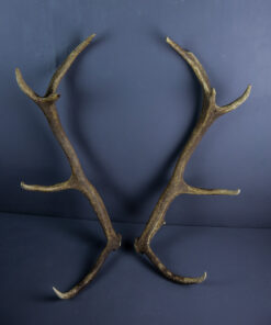 Scottish Red Deer Stag Shed Antlers AHS223