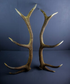 Scottish Red Deer Stag Shed Antlers AHS224