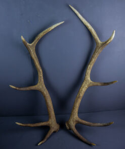 Scottish Red Deer Stag Shed Antlers AHS224