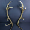 Scottish Red Deer Stag Shed Antlers AHS227