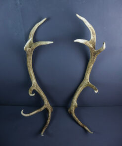 Scottish Red Deer Stag Shed Antlers AHS227