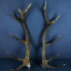 Scottish Red Deer Stag Shed Antlers AHS407