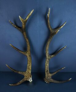 Scottish Red Deer Stag Shed Antlers AHS407