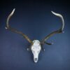 Scottish Red Deer Stag Skull And Antlers AHS412