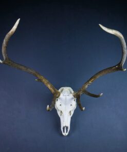 Scottish Red Deer Stag Skull And Antlers AHS412