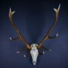 Scottish Red Deer Stag Skull And Antlers AHS417