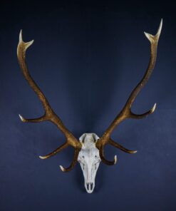 Scottish Red Deer Stag Skull And Antlers AHS417