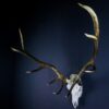 Scottish Red Deer Stag Skull And Antlers AHS458