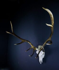Scottish Red Deer Stag Skull And Antlers AHS458