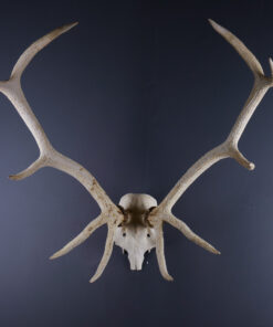 Scottish Red Deer Stag Skull Cap And Antlers AHS327